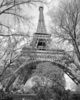 Eiffel Spring & Branches.jpg